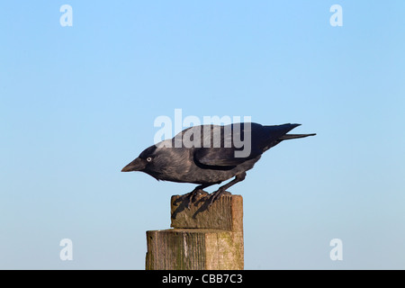 Un seul Corvus monedula Choucas perché sur une clôture de ferme Banque D'Images