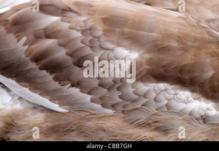 Cygne tuberculé Cygnus immatures solaire libre des plumes Jeunes et adultes Banque D'Images