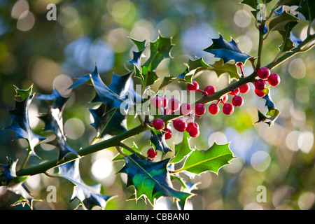 Fruits rouges sur un buisson de houx Banque D'Images