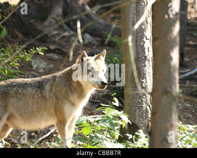 Loup gris, NP national park forêt de Bavière, Allemagne / Canis lupus / Europäischer Grauwolf NP im Nationalpark Bayerischer Wald Banque D'Images