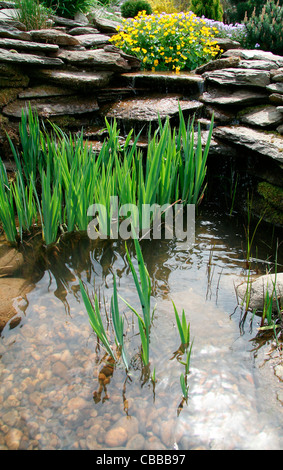 L'iris, le populage des marais, Caltha palustris, nature, fleurs, plantes, eau, lac (CTK Photo/Marketa Hofmanova) Banque D'Images