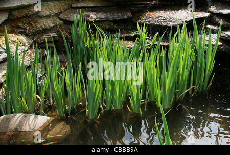 Iris, nature, fleurs, plantes, eau, lac (CTK Photo/Marketa Hofmanova) Banque D'Images