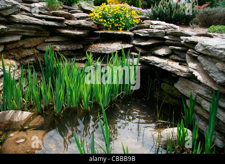 L'iris, le populage des marais, Caltha palustris, nature, fleurs, plantes, eau, lac (CTK Photo/Marketa Hofmanova) Banque D'Images