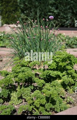 Petroselinum, nature, fleurs, plantes (CTK Photo/Marketa Hofmanova) Banque D'Images