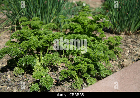 Petroselinum, nature, fleurs, plantes (CTK Photo/Marketa Hofmanova) Banque D'Images