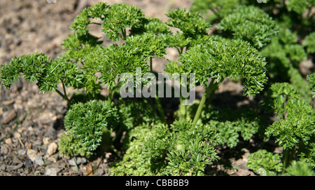 Petroselinum, nature, fleurs, plantes (CTK Photo/Marketa Hofmanova) Banque D'Images
