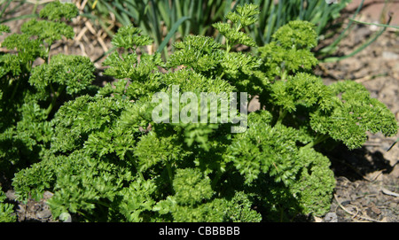 Petroselinum, nature, fleurs, plantes (CTK Photo/Marketa Hofmanova) Banque D'Images
