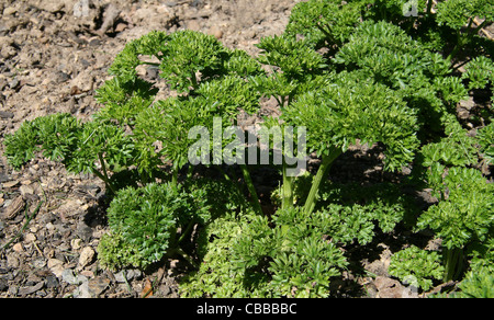 Petroselinum, nature, fleurs, plantes (CTK Photo/Marketa Hofmanova) Banque D'Images