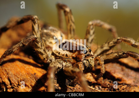 Araignée-loup européen ou faux Tarantula (Hogna radiata) Banque D'Images