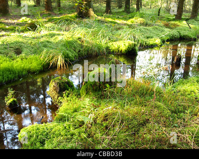 Highmoor, hill moor, soulevé continental / sac Arracher Hochmoor / forêt de Bavière, Bavière, Allemagne Banque D'Images