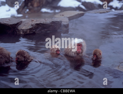 Les Singes à Jigokudani Yaen japonais-koen, Yamanouchi, Nagano, Japon Banque D'Images