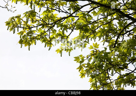 Acer pseudoplatanus Sycamore en fleur Banque D'Images