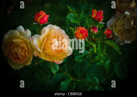 Fleurs ici et à l'étranger, concours international de nouvelles roses 'parc de Bagatelle' Banque D'Images