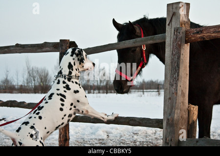 Photo du chien dalmatien et cheval de ferme en hiver en plein air Banque D'Images