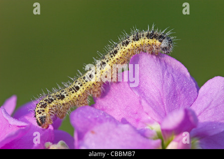 De Caterpillar grand papillon blanc (Pieris brassicae) Banque D'Images