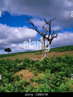 Un vieux arbre mort sur Okehampton Common dans le parc national de Dartmoor près de Meldon, Okehampton, Devon, Angleterre. Banque D'Images