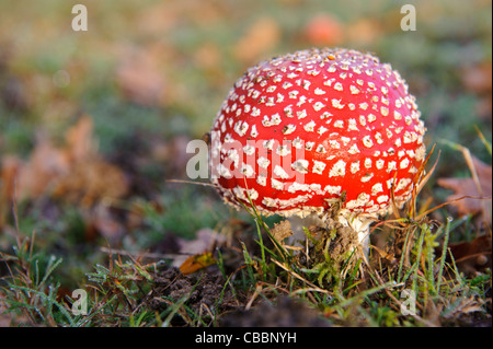 Stock photo de champignons agaric fly Banque D'Images