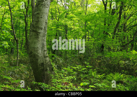 Forêt de hêtres au Mont Daisen, Tottori, Japon, Kofu Banque D'Images