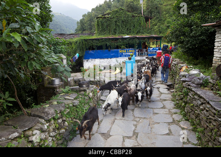 Les chèvres et les trekkeurs, village Ulleri, sanctuaire de l'Annapurna Region, zHimalayas, Népal, Asie Banque D'Images