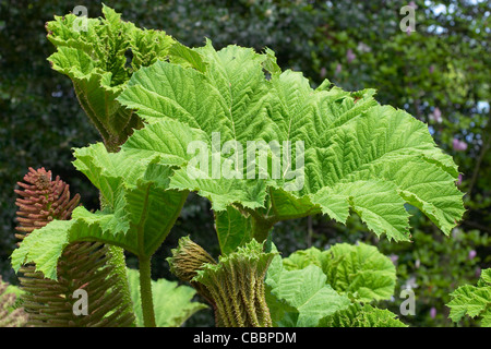 Gunnera manicata Banque D'Images