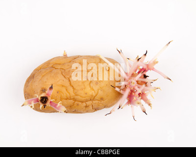 La germination des pommes de terre Banque D'Images