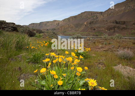 WASHINGTON - deltoïdes qui fleurit le long de la rive du lac Lenore en bas à Grand Coulee. Banque D'Images