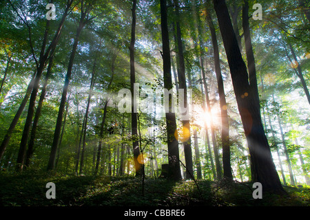 Rayons de soleil brillant à travers forêt Banque D'Images