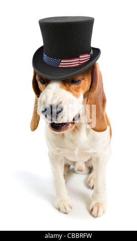 Chien malveillant dans un chapeau de l'Oncle Sam, fond blanc. Banque D'Images