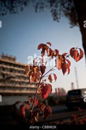 Seguin, Renault's Bridge, rives de la Seine, du côté de la route d'automne. Banque D'Images