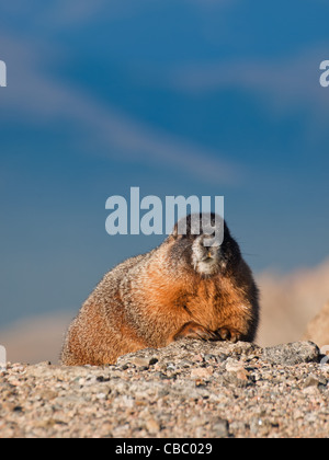 À VENTRE JAUNE sur le Mount Evans, au Colorado. Banque D'Images