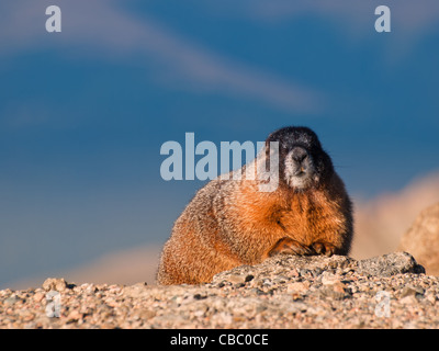 À VENTRE JAUNE sur le Mount Evans, au Colorado. Banque D'Images