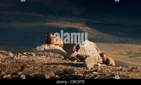 À VENTRE JAUNE sur le Mount Evans, au Colorado. Banque D'Images