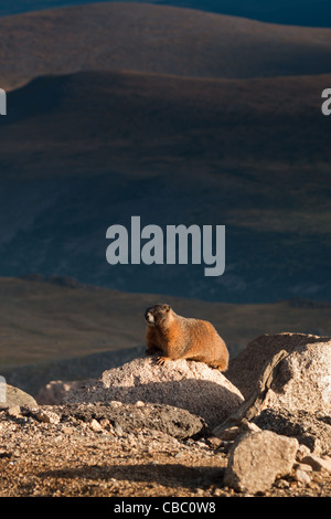 À VENTRE JAUNE sur le Mount Evans, au Colorado. Banque D'Images