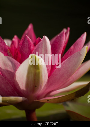 Nénuphars Nymphaea 'Sirius'. Nommé pour l'étoile la plus lumineuse du ciel, ce nénuphar surproue vit à son nom en produisant de grandes fleurs rouge-violacé en profusion. Les feuilles sont bordeaux mouchetés avant de mûrir à tout vert. Hybridée par la pépinière Latour-Marliac en 1913. Banque D'Images