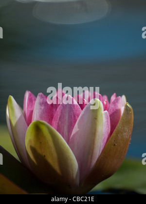 Nénuphars Nymphaea 'Sirius'. Nommé pour l'étoile la plus lumineuse du ciel, ce nénuphar surproue vit à son nom en produisant de grandes fleurs rouge-violacé en profusion. Les feuilles sont bordeaux mouchetés avant de mûrir à tout vert. Hybridée par la pépinière Latour-Marliac en 1913. Banque D'Images