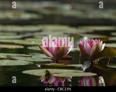 Nénuphars Nymphaea 'Sirius'. Nommé pour l'étoile la plus lumineuse du ciel, ce nénuphar surproue vit à son nom en produisant de grandes fleurs rouge-violacé en profusion. Les feuilles sont bordeaux mouchetés avant de mûrir à tout vert. Hybridée par la pépinière Latour-Marliac en 1913. Banque D'Images