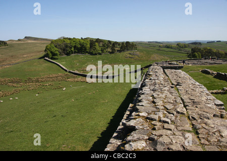 Mur d'Hadrien près de Houseteads Roman Fort, Hexham, Northumberland Banque D'Images