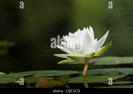 Nymphaea 'gladstoniana' nénuphar. ce beau grand lys blanc reste un favori de temps. avec un léger parfum et grand marliac rhizome, cette lily est bien adapté à la plantation en terre du fond des étangs. hybridé en 1897 par George Richardson en travaillant dans lordstown, oh. Banque D'Images