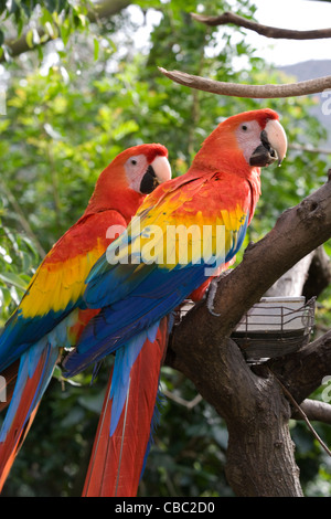 Hout Bay : World of Birds & Monkey Jungle - perroquets Ara Banque D'Images