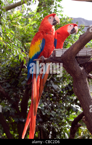 Hout Bay : World of Birds & Monkey Jungle - perroquets Ara Banque D'Images