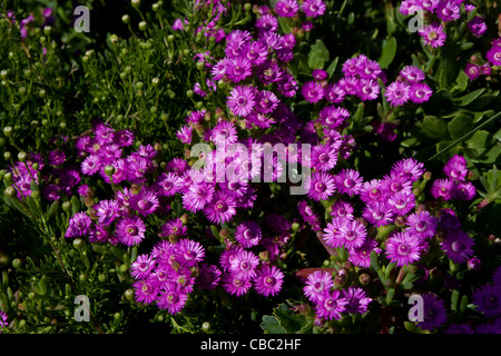 Cap de Bonne Espérance : fynbos [Ruschia promentorii ?] Banque D'Images