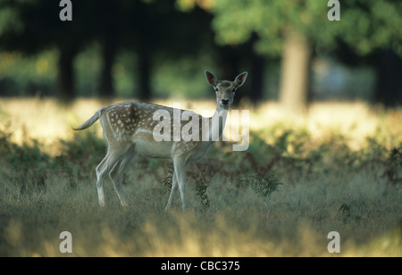 Le daim, Bushy Park, London, UK Banque D'Images