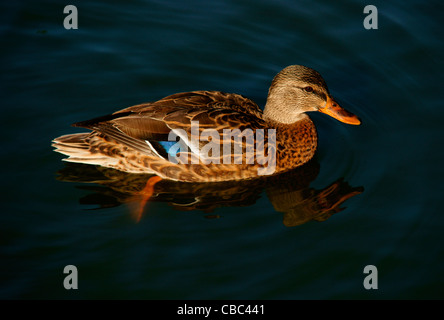 Poule Canard colvert (Anas platyrhynchos) natation Banque D'Images