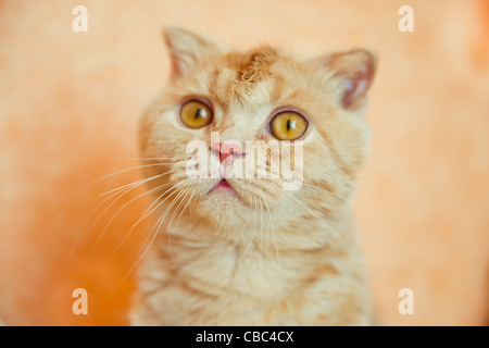 Scottish Fold chat avec la tête humide Banque D'Images