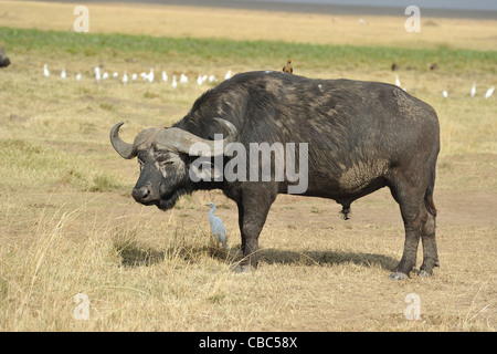 Buffle d'Afrique (Syncerus caffer caffer) bull reposant avec un oxpecker sur l'arrière et le héron garde-boeufs (Bubulcus ibis) entre les jambes Banque D'Images