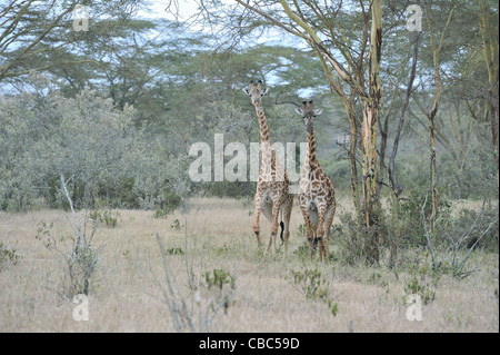 Girafe Masai Masai - Girafe (Giraffa camelopardalis tippelskirchi) paire se tenant entre les arbres Banque D'Images