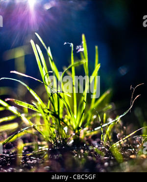 L'herbe verte à la lumière du soleil avec les rayons du soleil en arrière-plan Banque D'Images