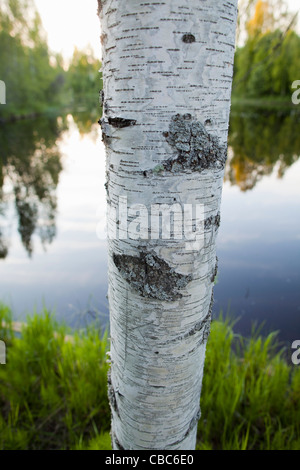 Close up de l'écorce des arbres sur l'épluchage Banque D'Images