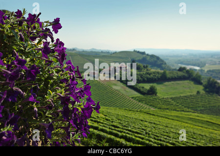 Fleurs avec vue sur le vignoble Banque D'Images