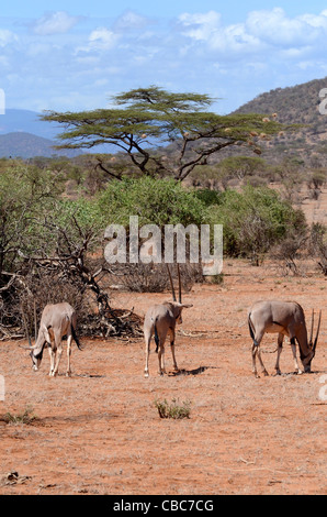 Kenya, Samburu National Reserve, a entendu parler de Gemsbok (oryx de beisa), Banque D'Images